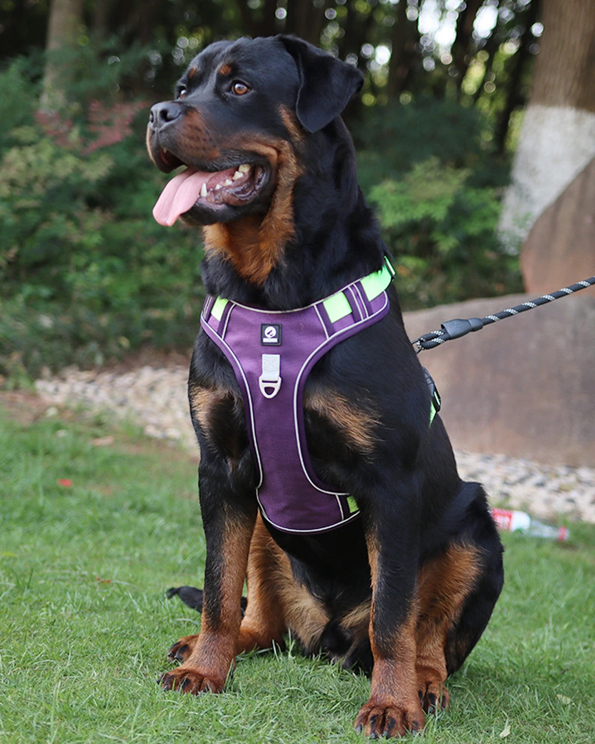 Rottweiler w fioletowej szelce