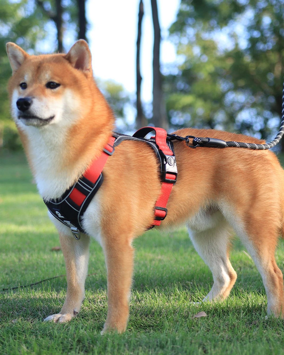 Shiba Inu w czerwonej szelce